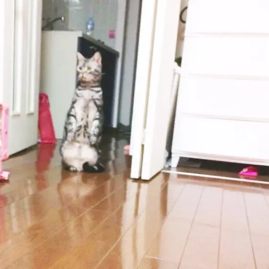本日のにゃんこ チュルちゃん_1