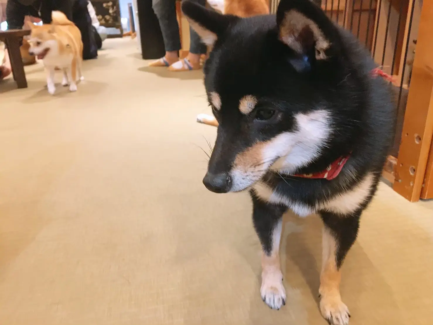 【原宿豆柴カフェ】に行ってきた!_3