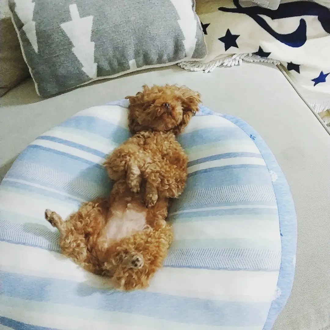 【今日のわんこ】テテちゃんが爆睡する寝姿はアレみたい!?_1