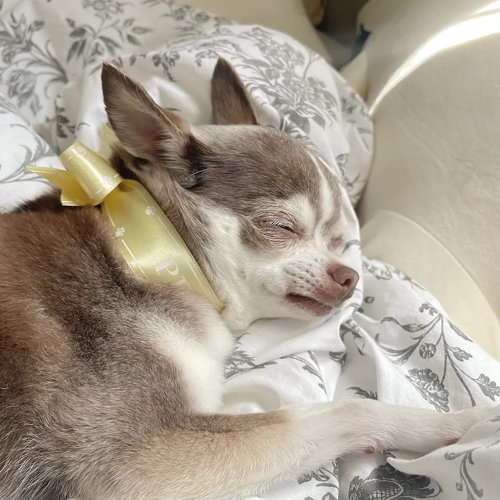 【我が家のペット】てぃなちょんまん!!_1