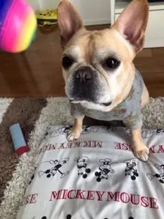 【今日のわんこ】カラフルボールで遊ばれるまつこ♪_1