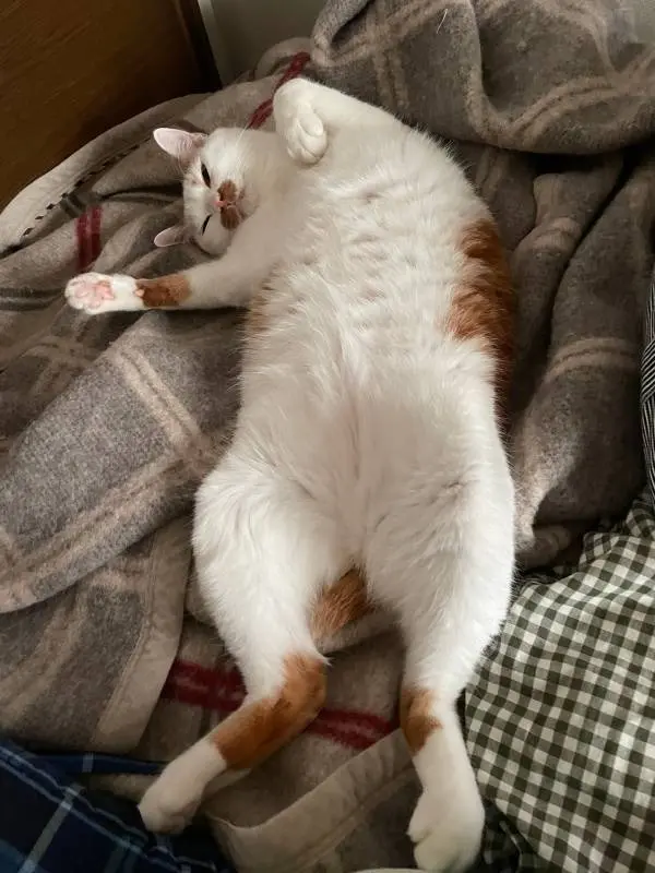 ベッドの上でおなかを見せて眠る猫・ラビくん