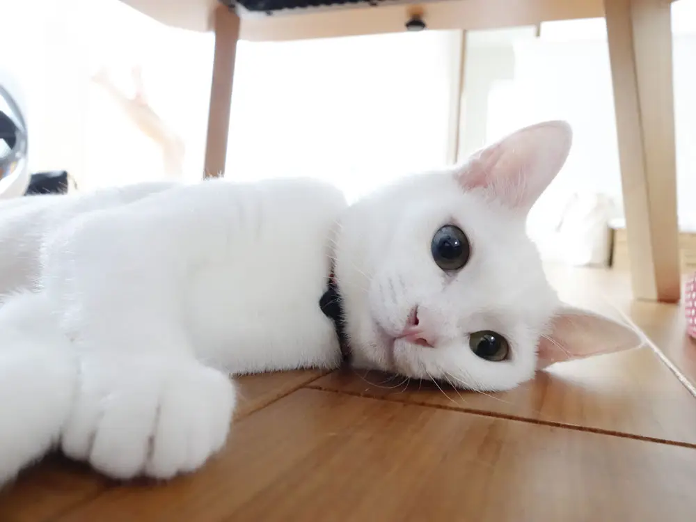 本日のにゃんこ しっぽちゃん_1