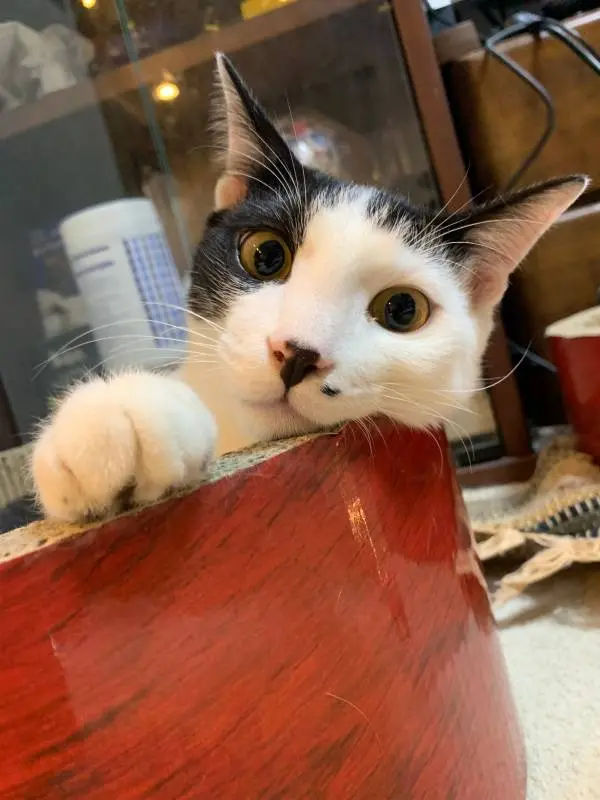 カメラ目線の猫・ベルくん