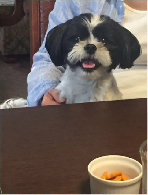 【今日のわんこ】にこにこ顔で乾杯♪ アイビーくんは、週末の「ティータイム」を満喫中_1