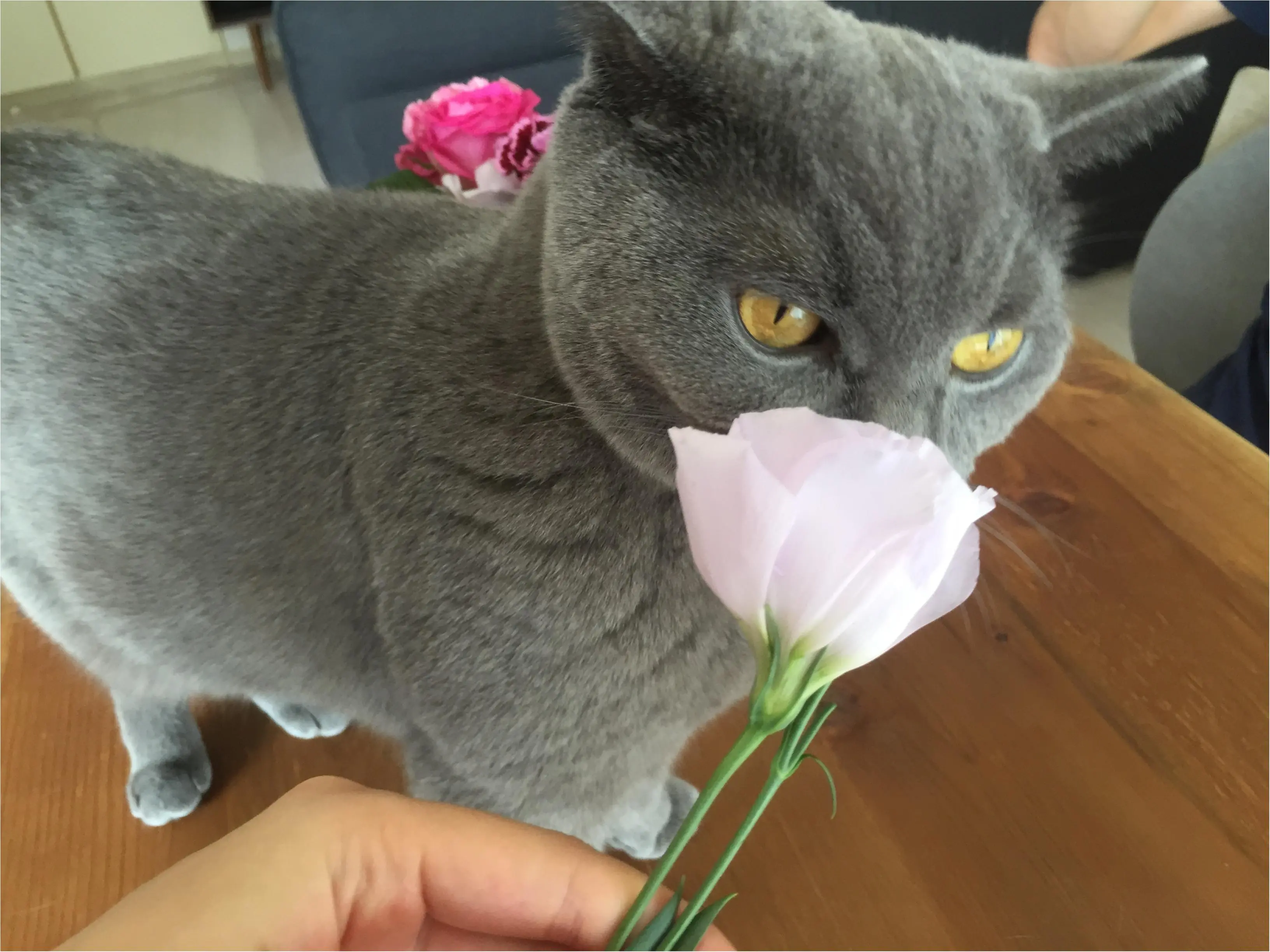 今日のにゃんこ ムクくん ブリティッシュショートヘア_1