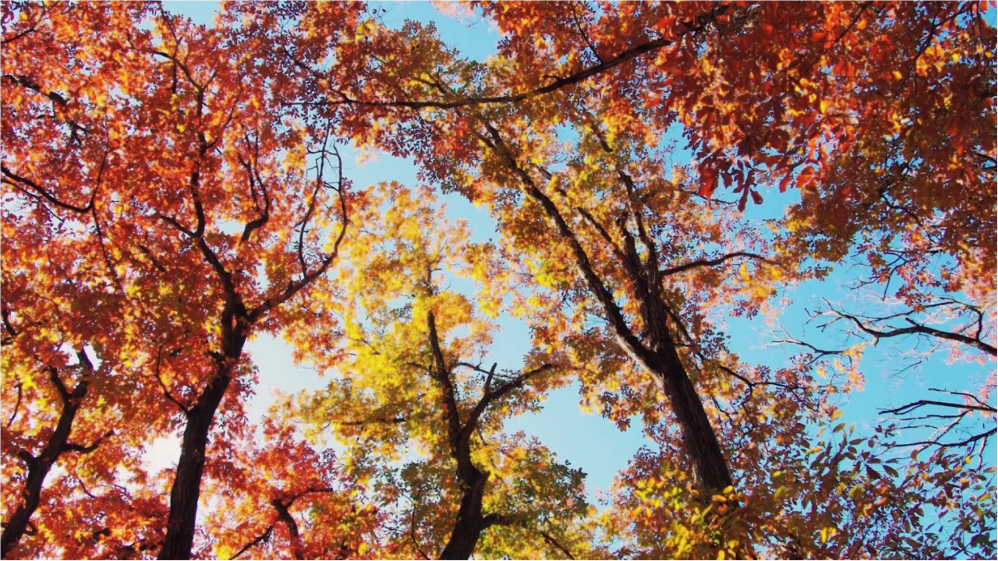 紅葉を満喫♩都心から二時間のとっておきの癒しスポット・秩父長瀞へ!_13