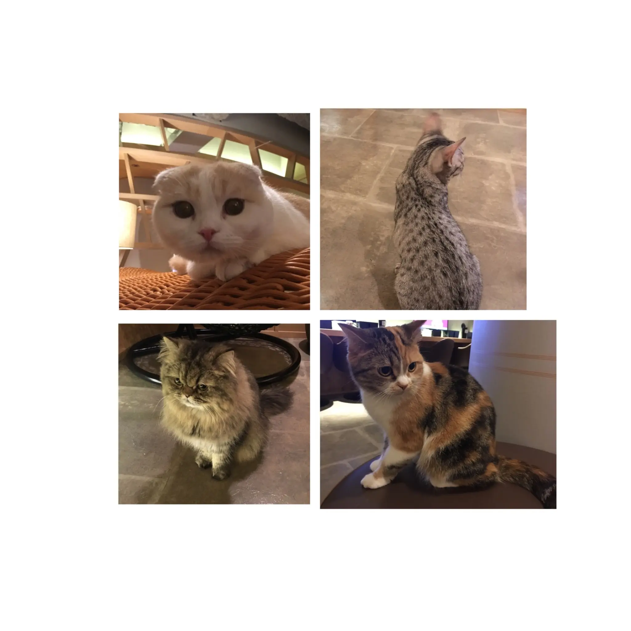 【GWはここで決まり!】日本最大級の猫カフェが新宿に⁈オシャレなラウンジカフェで可愛い猫たちに癒される!_10