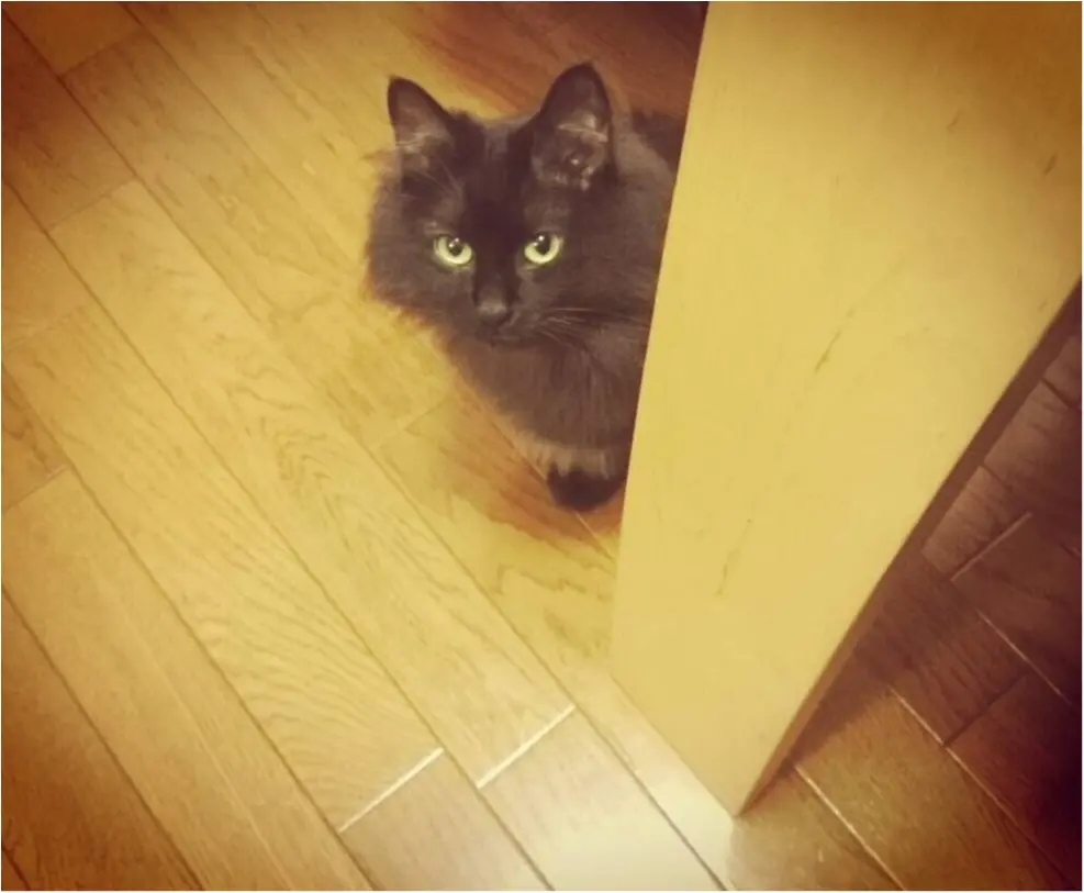 【今日のにゃんこ】じーーーー! ゆらちゃんがこっちを見ている理由とは?_1