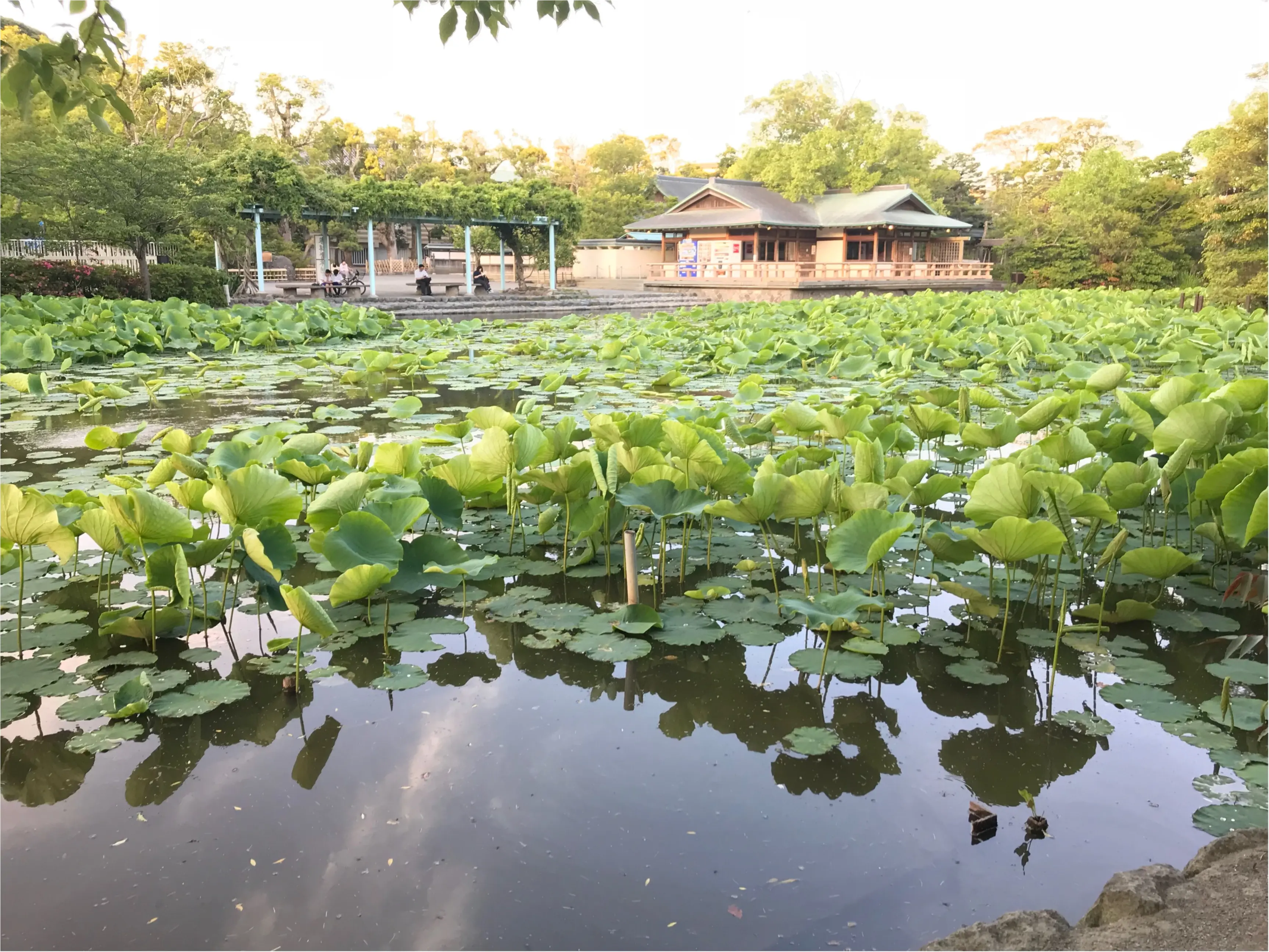 【紫陽花シーズン到来】6月の予定は"鎌倉"で決まり!今話題の和カフェ"もみじ茶屋"徹底解剖!_5