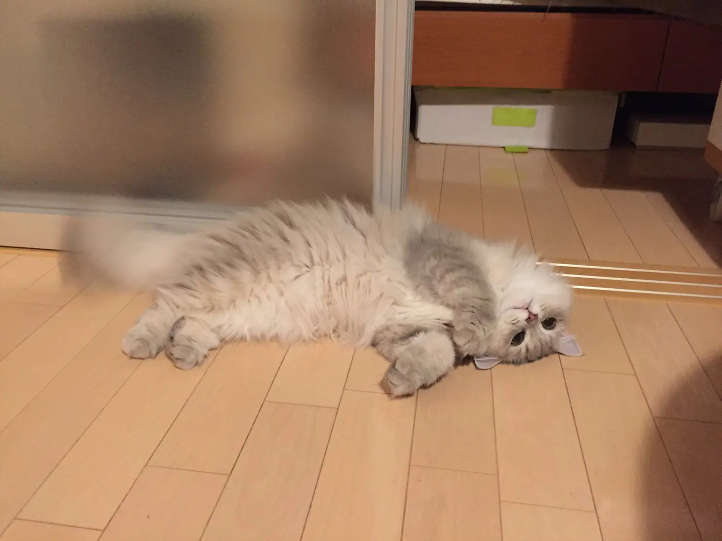 【今日のにゃんこ】床に落ちてる(笑)ココンちゃん♡_1