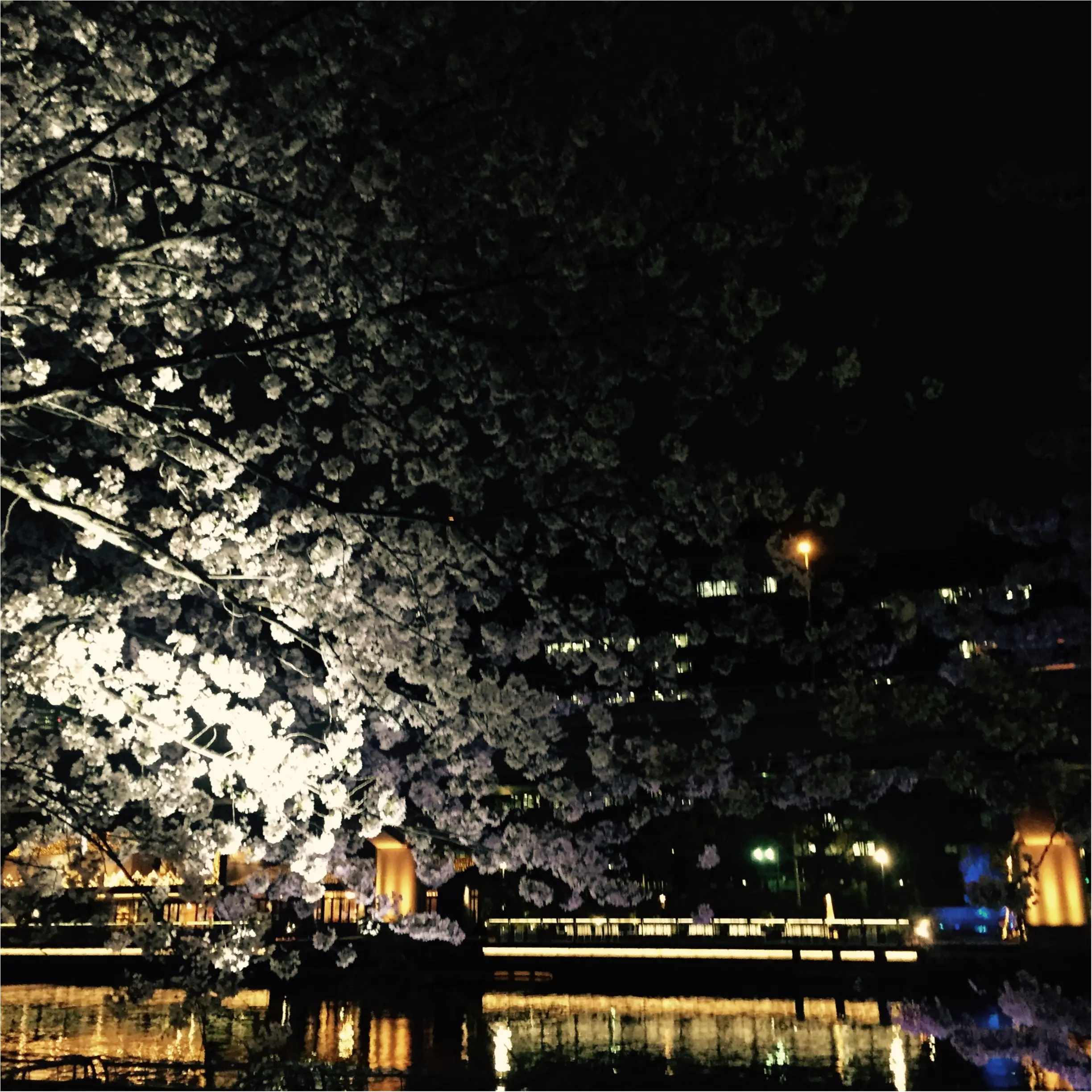 【夜桜見物】大川沿いの桜が満開!川沿いをゆったりお散歩するのがオススメ◎_3