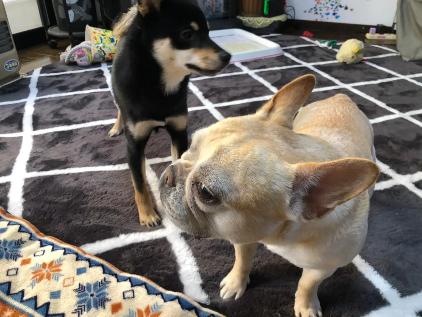 犬・まつことポンちゃん