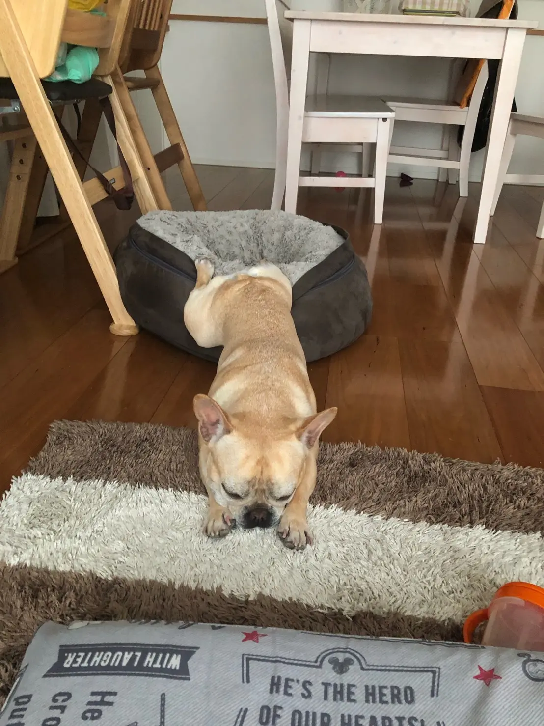 クッションに後ろ足がひっかかって伸びている犬・まつこ