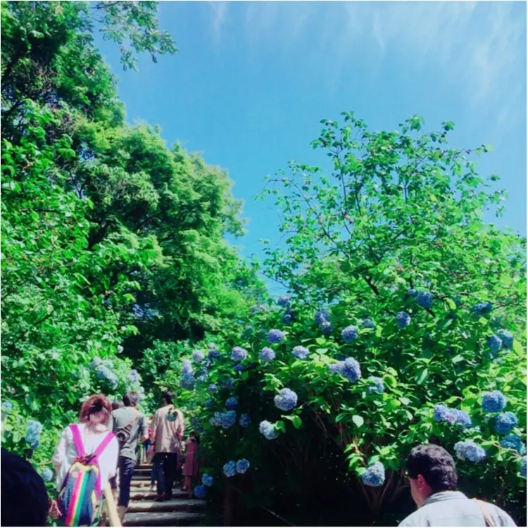 <紫陽花だらけのお寺?!>写真映え間違いなしの「明月院」とは…☻_3