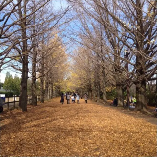 【私がおすすめする紅葉スポット】一度は歩きたい!《イチョウ並木の黄色いじゅうたん》がココにあります!!_3