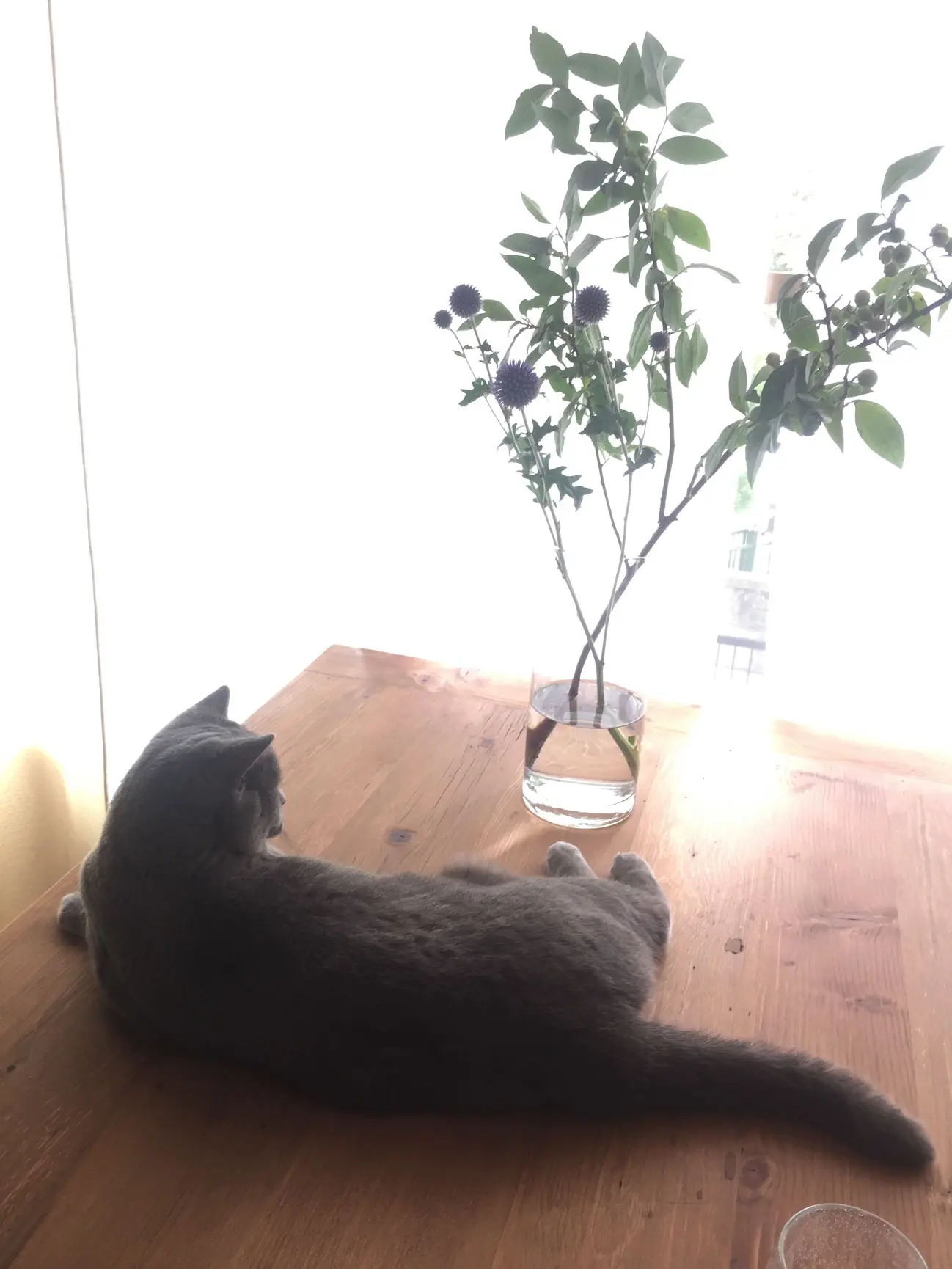 本日のにゃんこ ムクくん ブリティッシュショートヘア _1