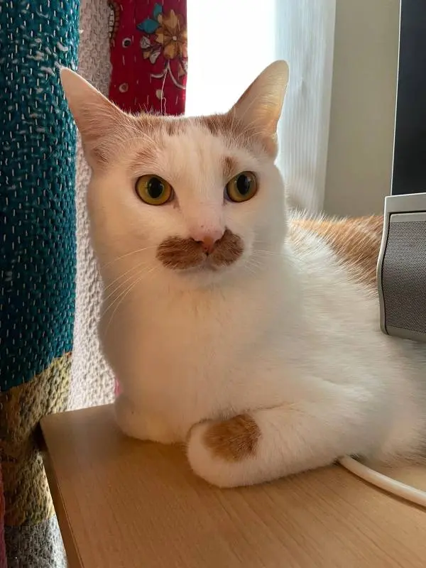 家の中で玄関のベルにビビる猫・ラビくん