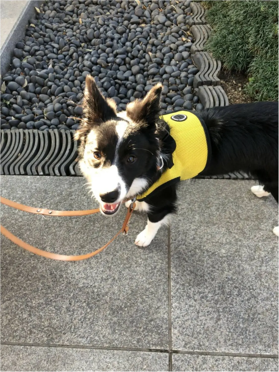 【今日のわんこ】夕日の中をお散歩! 素敵な発見をしたルナちゃん_1