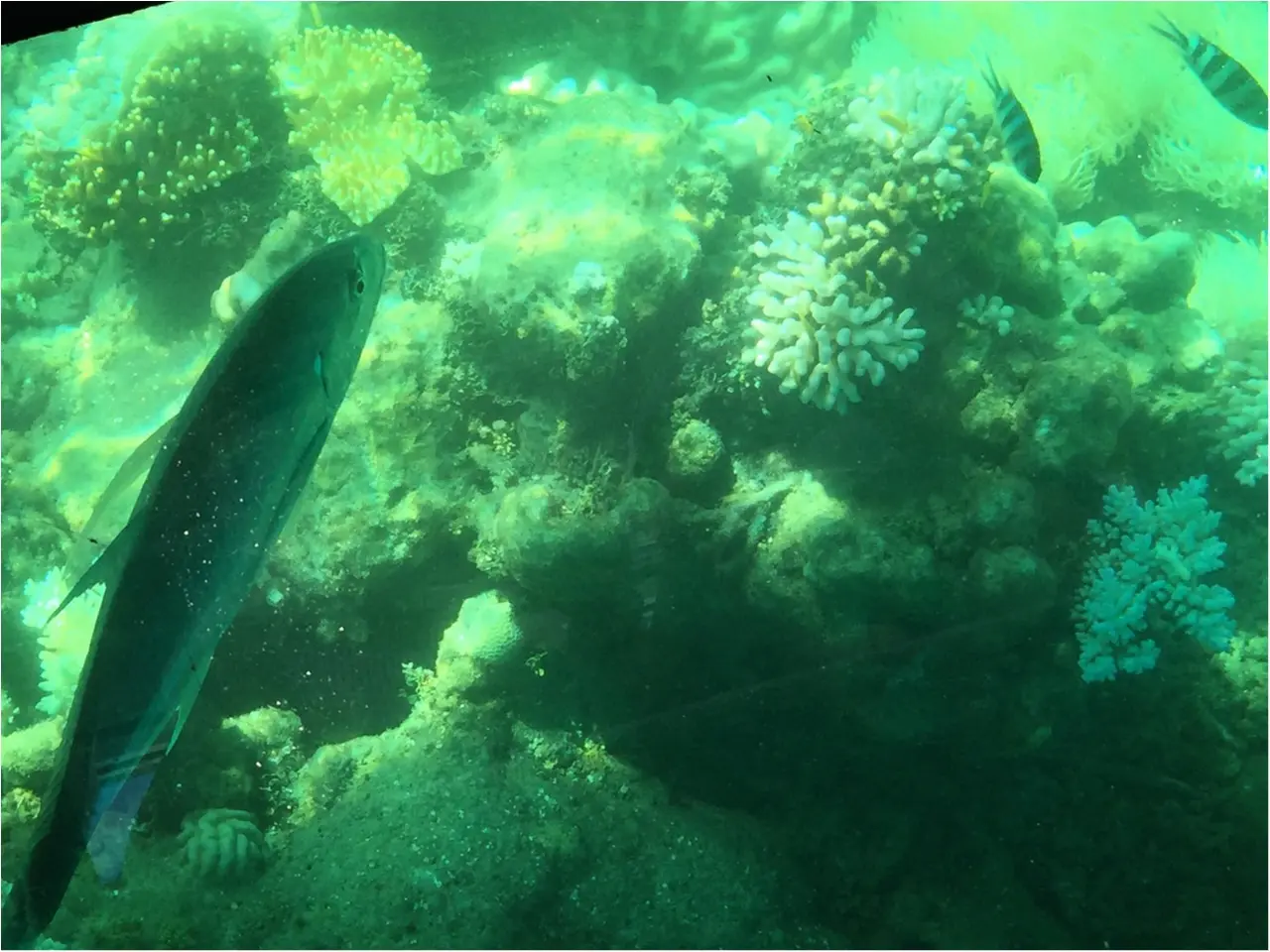 海も森林も大自然をまるっと満喫するなら《オーストラリア・ケアンズ》へ!_4