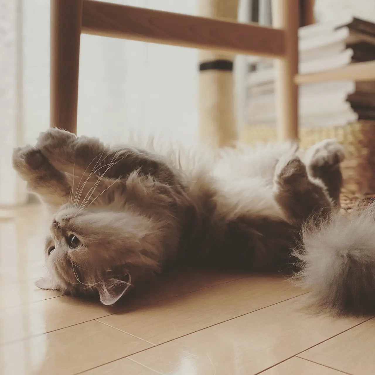 【今日のにゃんこ】ひっくり返って脚をぱかぱか♡ ココンちゃん_1