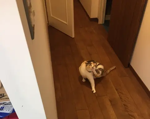 【今日のにゃんこ】かゆかゆ~! ゆきちゃんは毛が生え変わり中_1