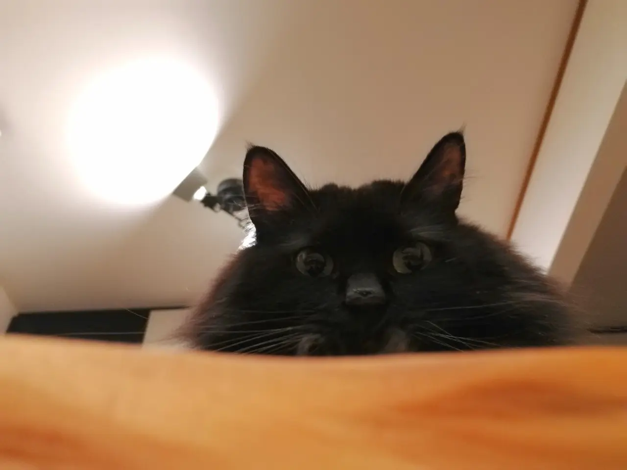 飼い主をソファーの上から覗き込む猫・ゆらちゃん