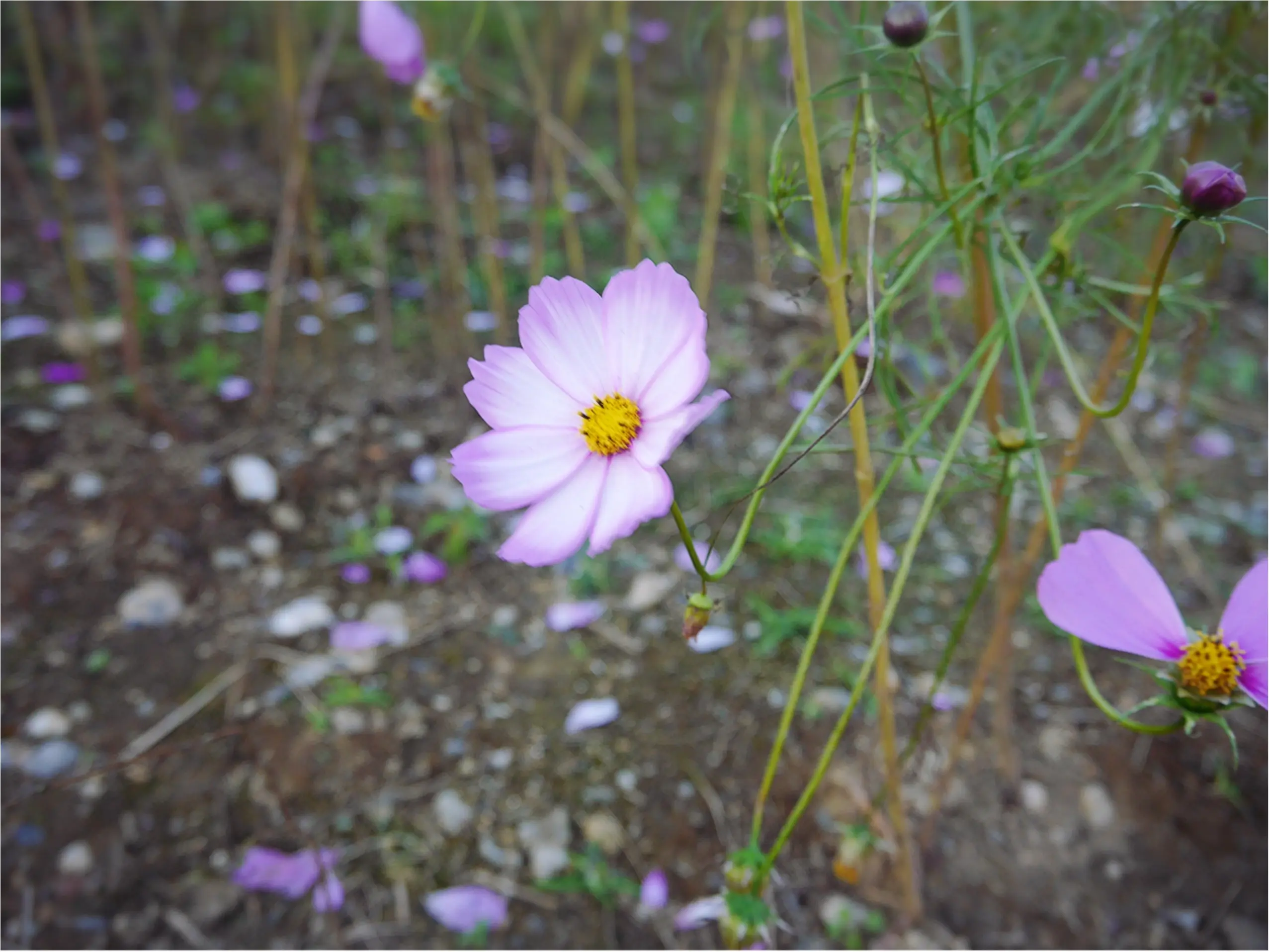 ★晴れた日は、カメラを持って昭和記念公園へ☺︎my camera は『LUMIX』!!_4