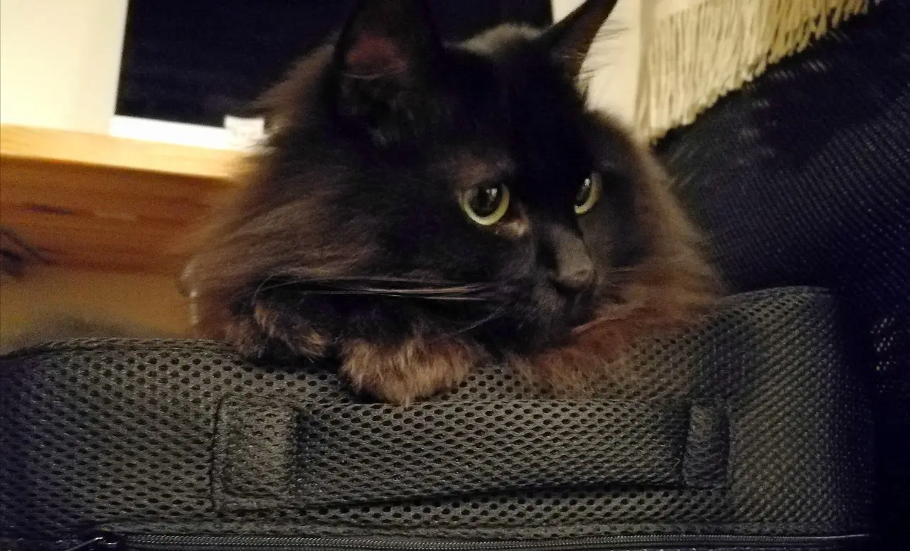 大好きな紐を見つめる猫・ゆらちゃん