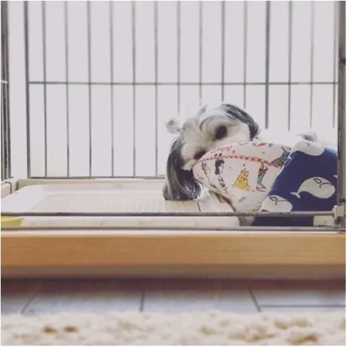 【今日のわんこ】雨の日は……。お家でお昼寝、太郎くん_1