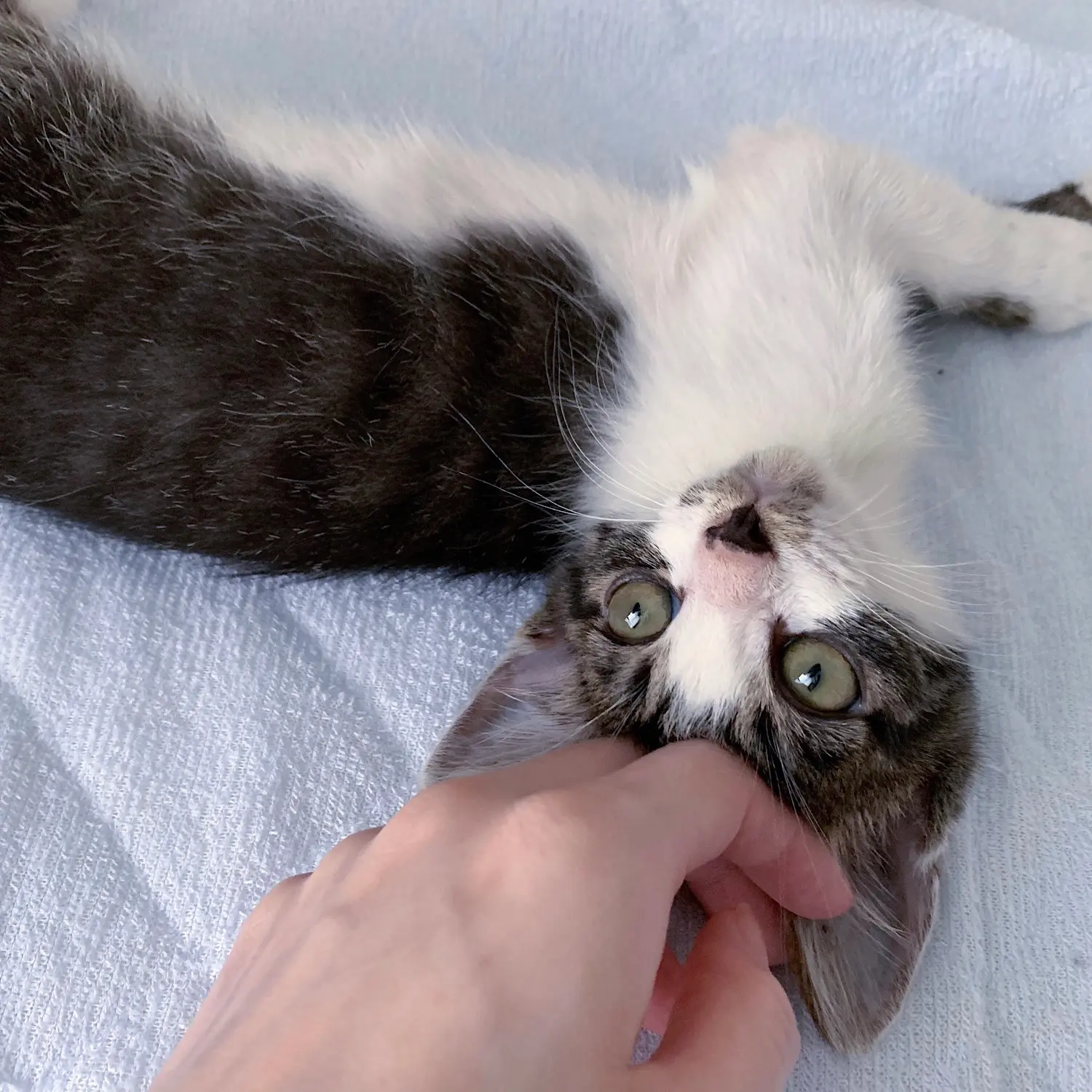 【我が家のペット】にゃんこの成長ビフォーアフター!_1