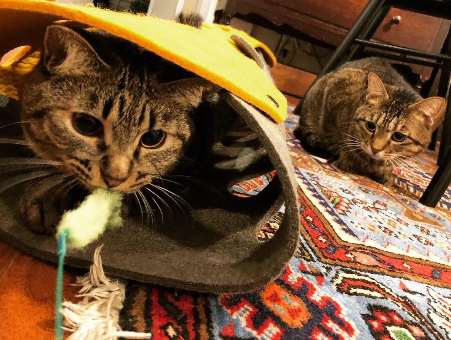 猫・サンちゃんが遊ぶ猫じゃらしを背後から狙う猫・がんくん