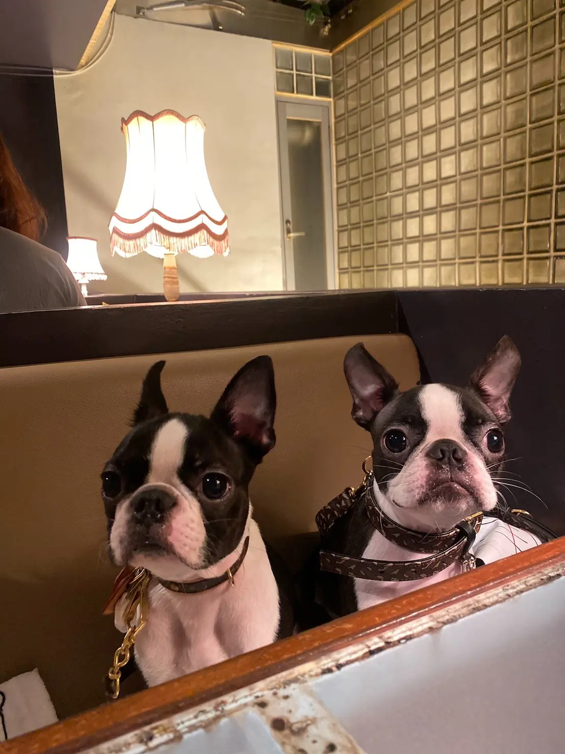おしゃれなカフェに緊張している犬・へちまちゃんとアルコくん