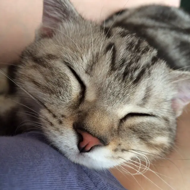 本日のにゃんこ アランくん アメリカンショートヘア_1