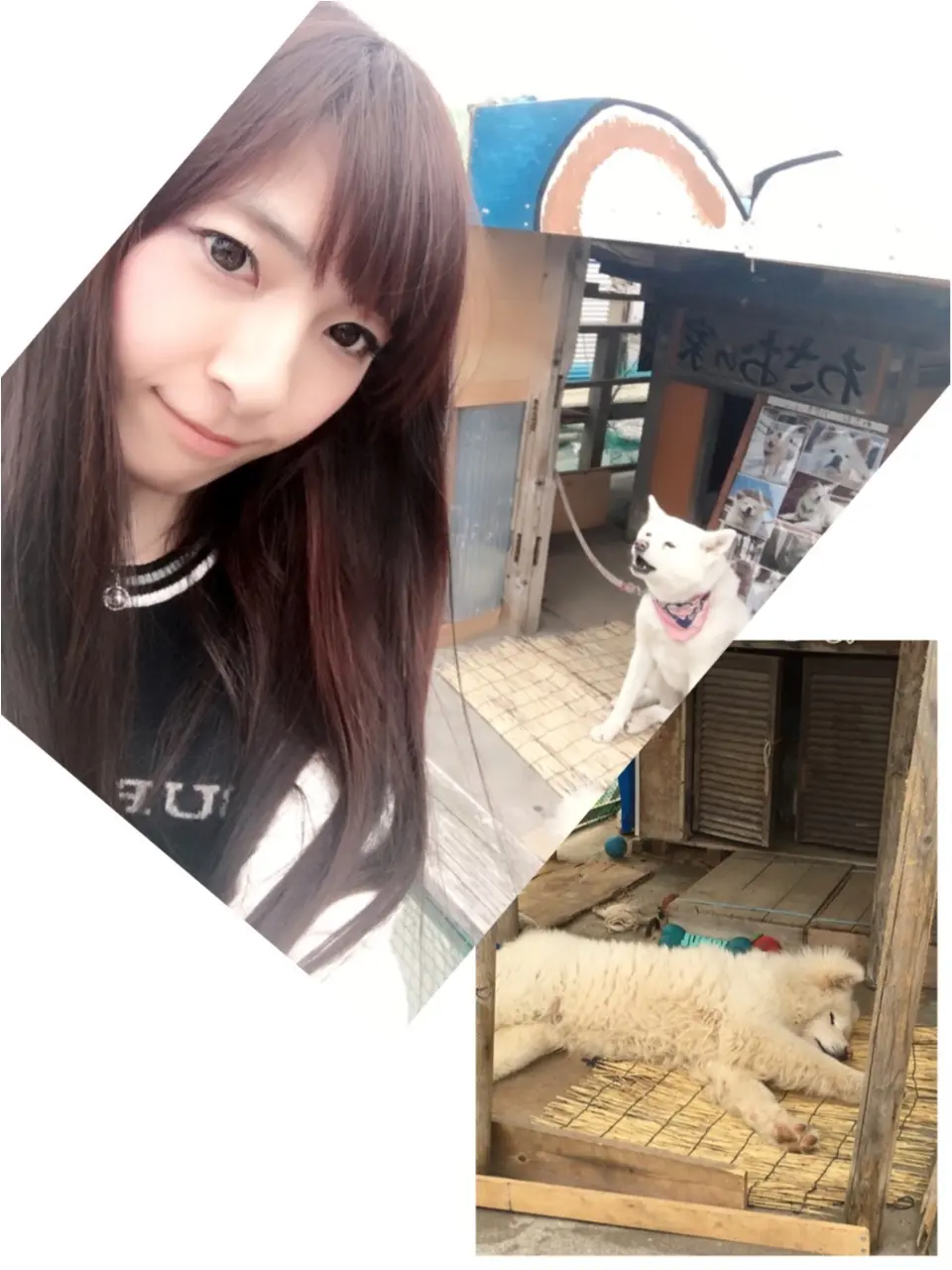 【ブサカワ犬わさお】に会える方法♡モアハピ◡̈のぞみ♡_14