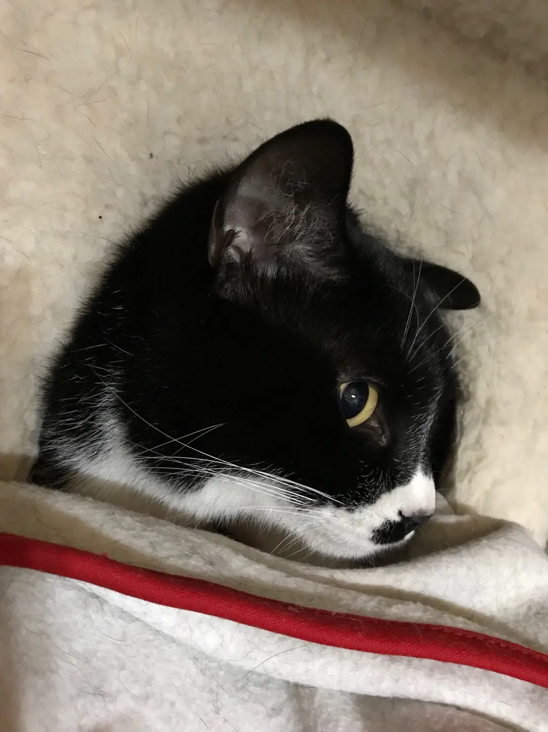 【今日のにゃんこ】モモくん、お布団に入り込むの巻_1