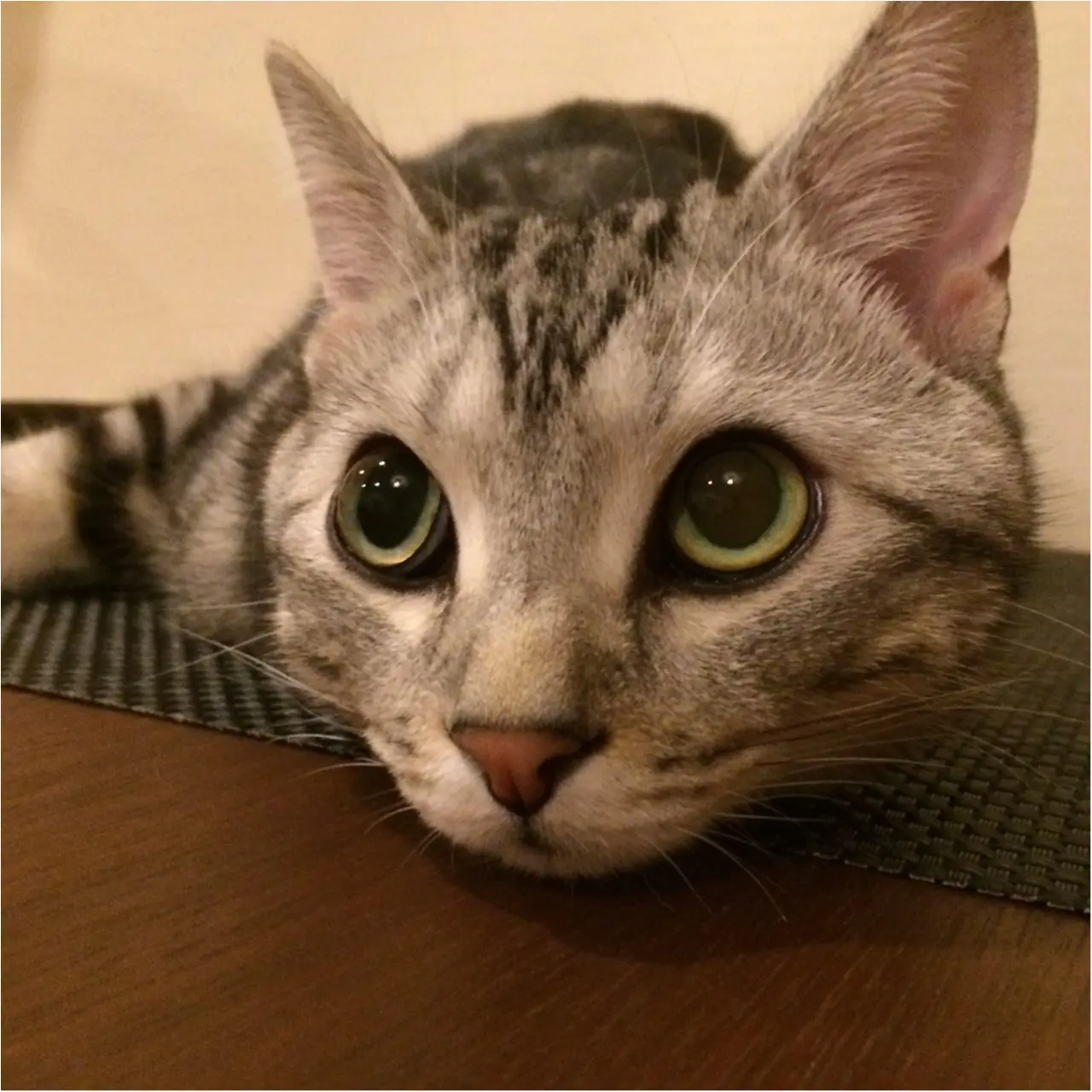 【今日のにゃんこ】なにして遊ぼう? アランくん、今日はママを独り占め♡_1