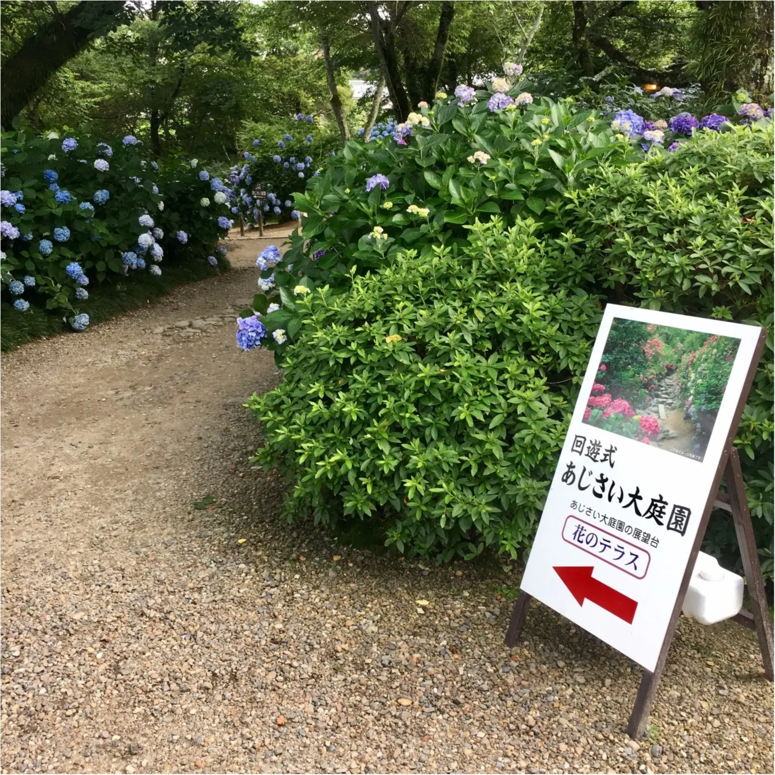 【\\あじさい寺//】まだ間に合います!奈良のおすすめスポット♡矢田寺をご紹介♪_2