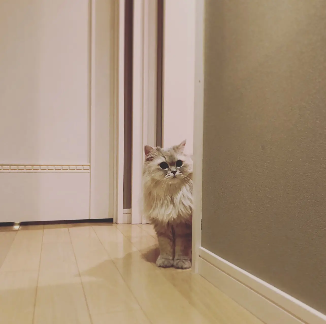 【今日のにゃんこ】ココンちゃん、人見知りする姿が愛くるしすぎる_1