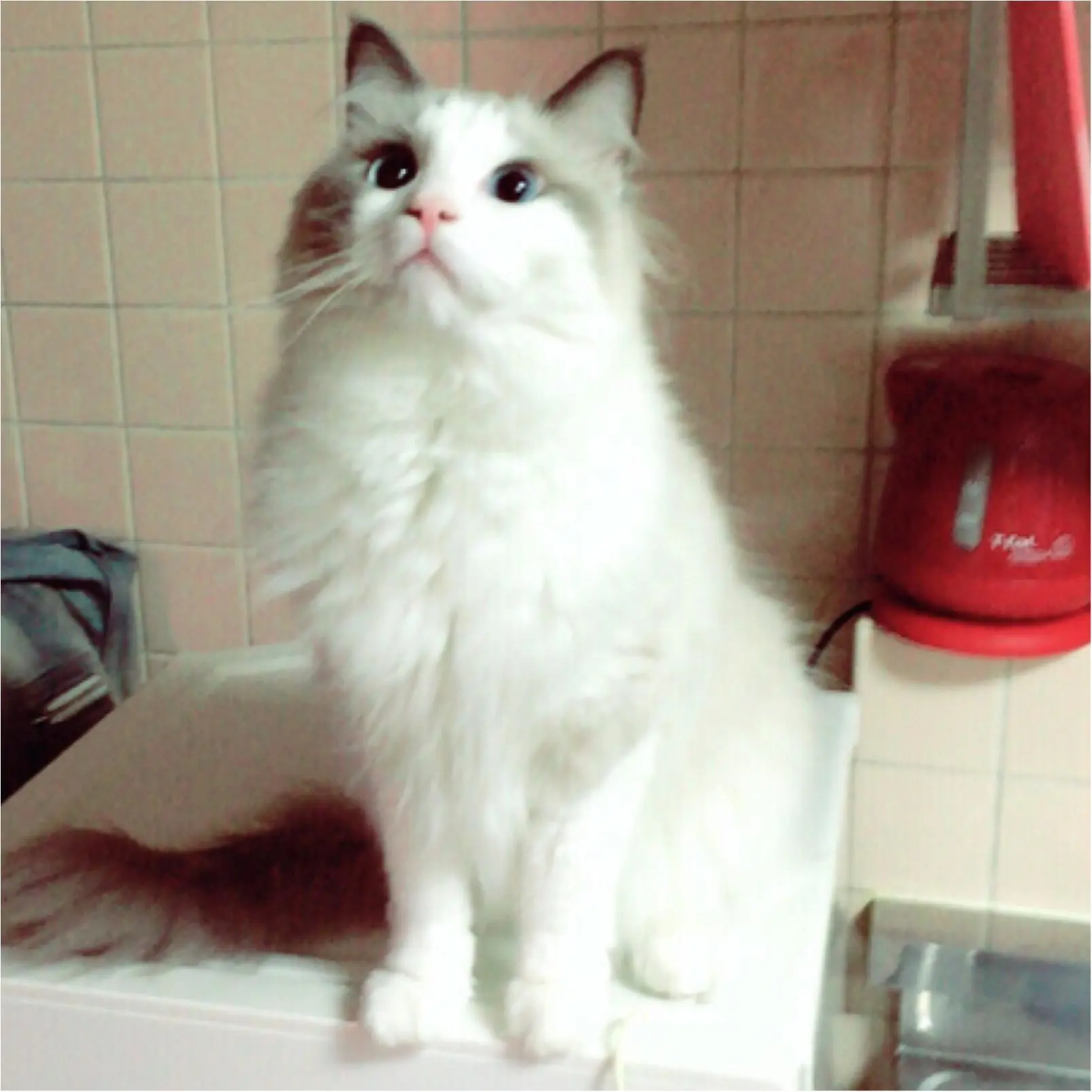 【今日はにゃんにゃんの日】「今日のにゃんこ。」まとめ❤_2