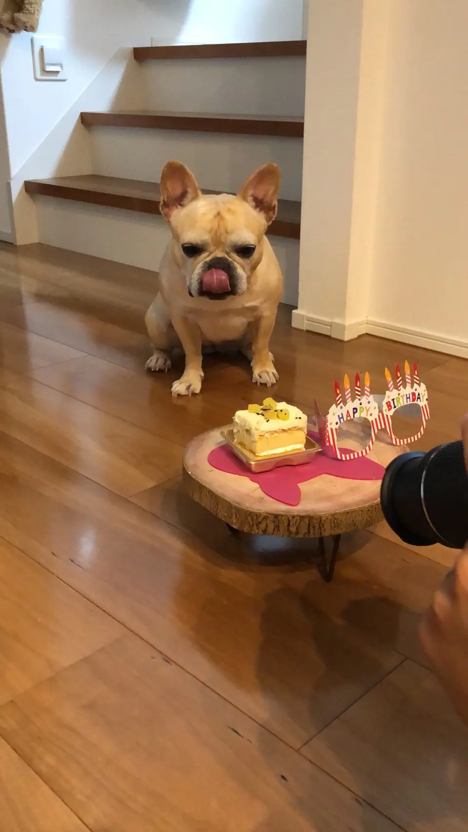 【今日のわんこ】マツコ、5歳のお誕生日おめでとう♡ お祝いしました_1