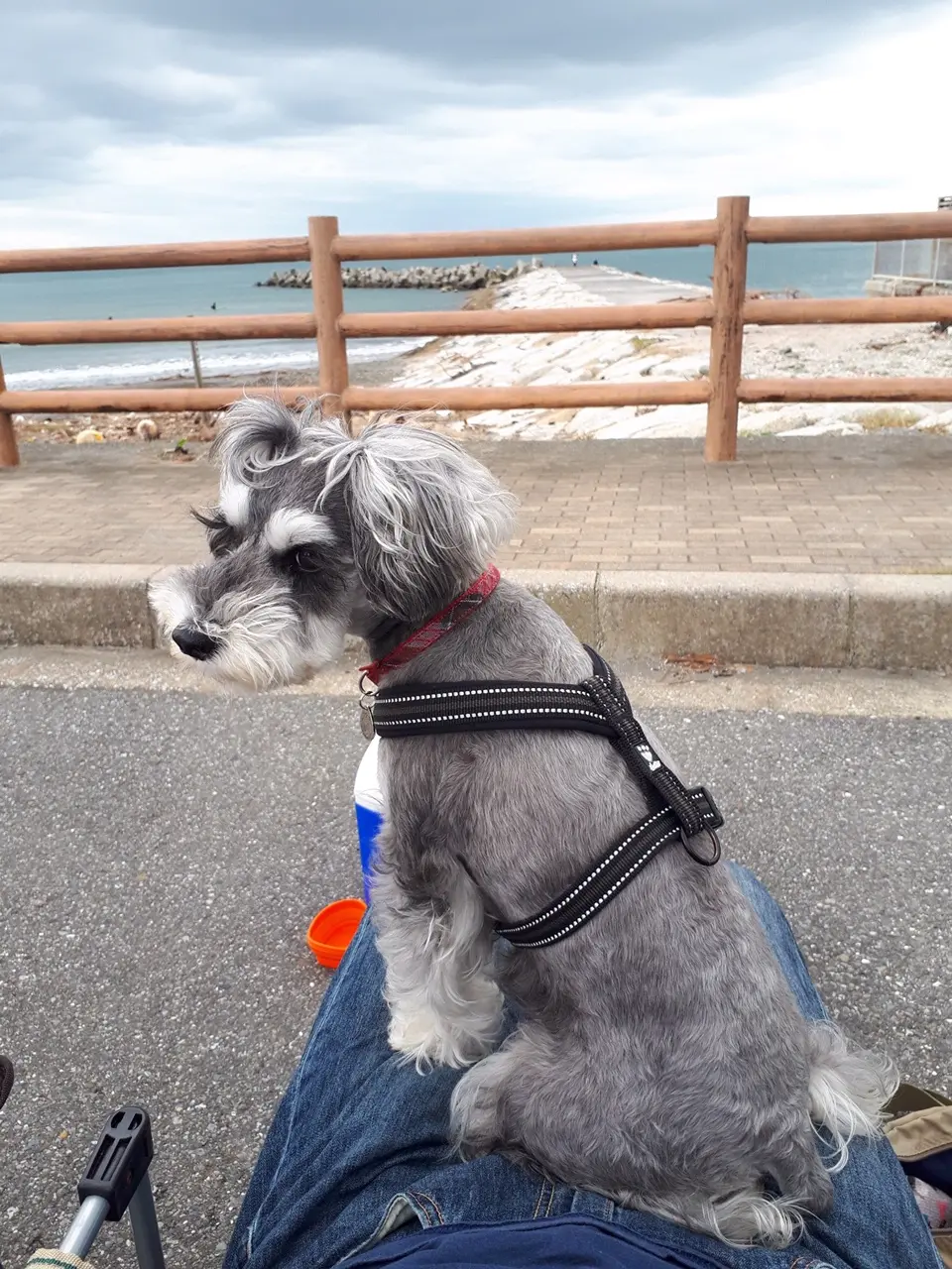【今日のわんこ】パパと海辺デートを楽しむサクラちゃん_1