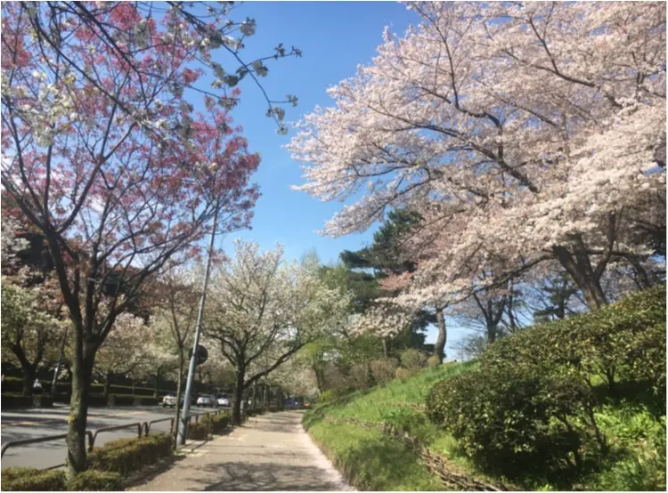 【都内1号店!!】ついに東京進出!休日の街歩きにぴったり❤︎行列のできる自然派レモネードスタンド『LEMONADE by LEMONICA』@下北沢_1