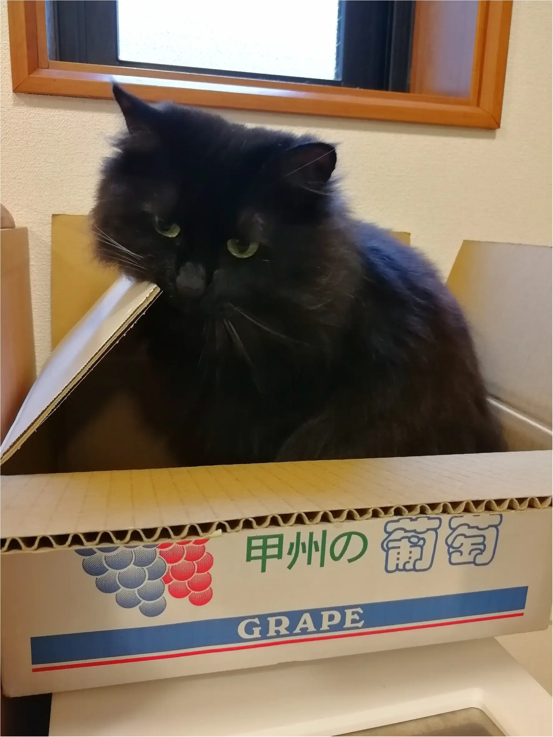 【今日のにゃんこ】なかなかいいにゃ! ゆらちゃんのお気に入りの箱_1