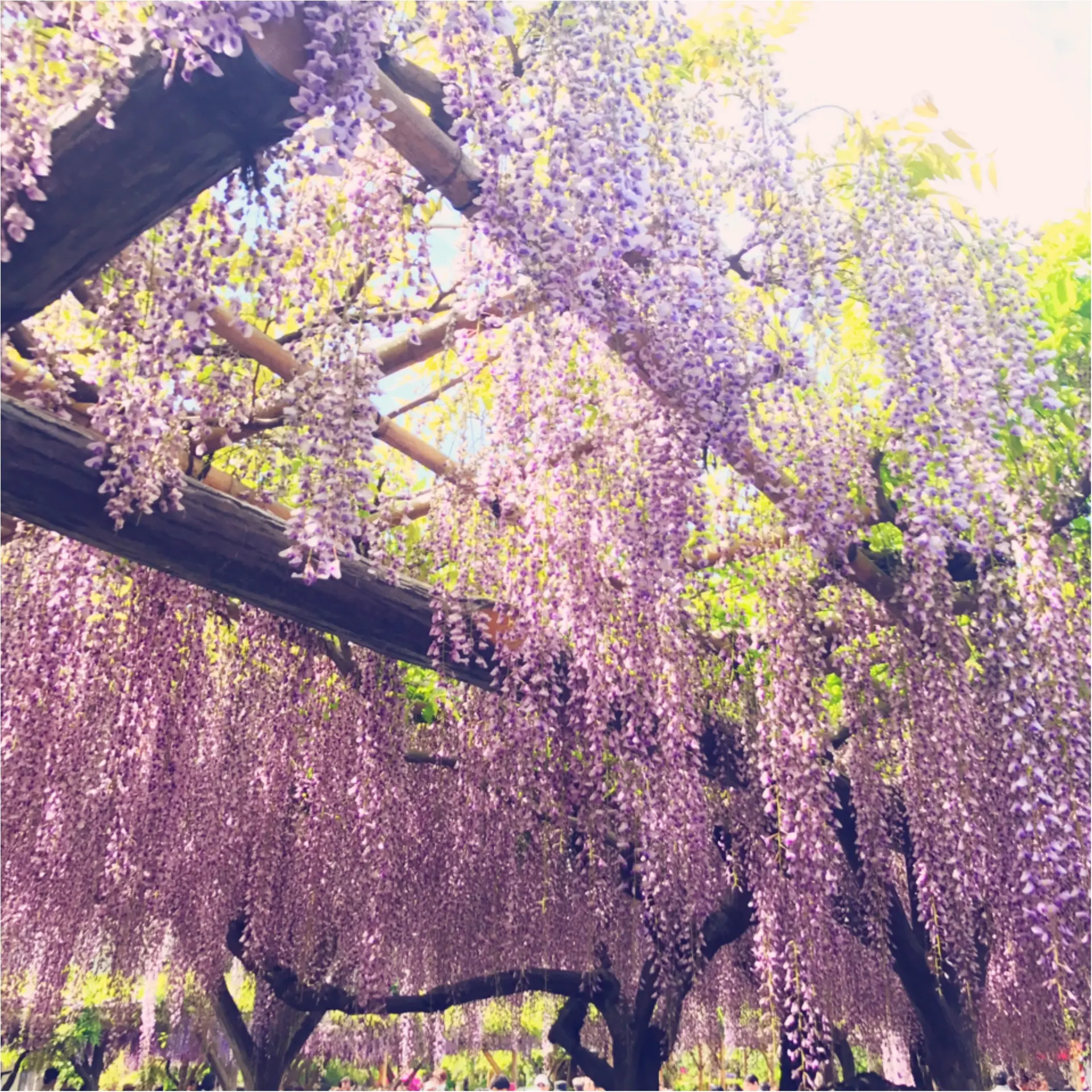 【5/7まで!】下町に広がる紫のカーテン♡亀戸天神の《藤まつり》_2