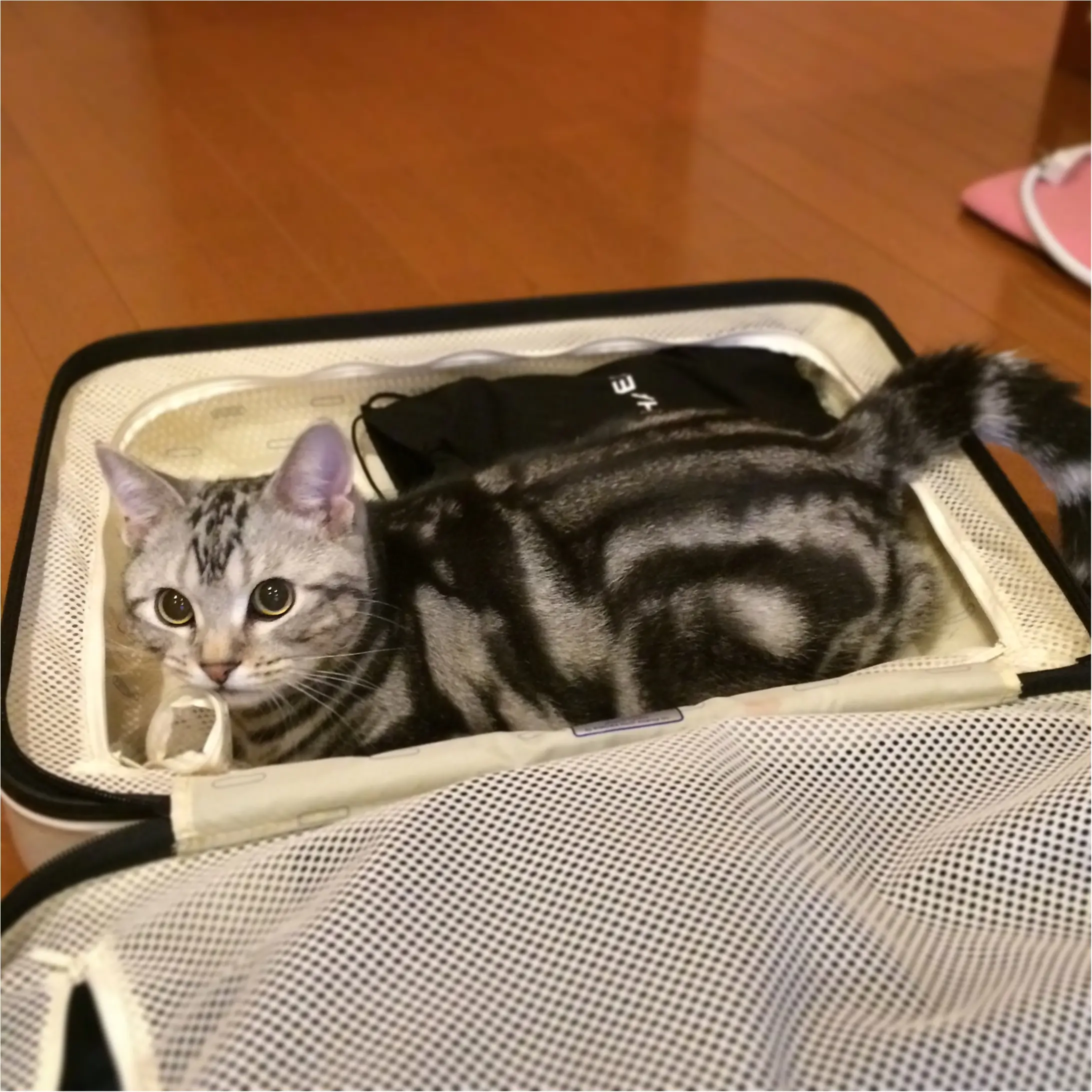 【今日のにゃんこ】旅行の準備は万端(!?)なアランくんが可愛い♪_1