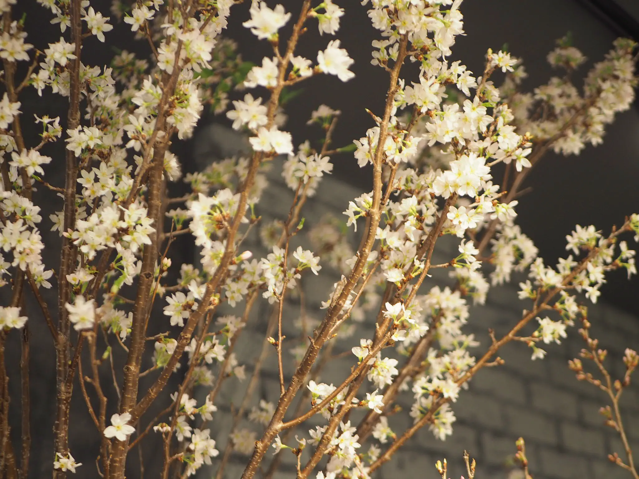 【おうちでお花見♡】AOYAMA FLOWER MARKETの桜が咲きました♩_4