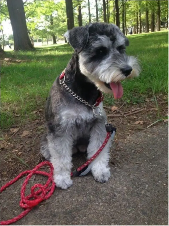 【今日のわんこ】秋のお散歩は最高♪ 公園で遊ぶのがたまらなく楽しいサクラちゃん_1