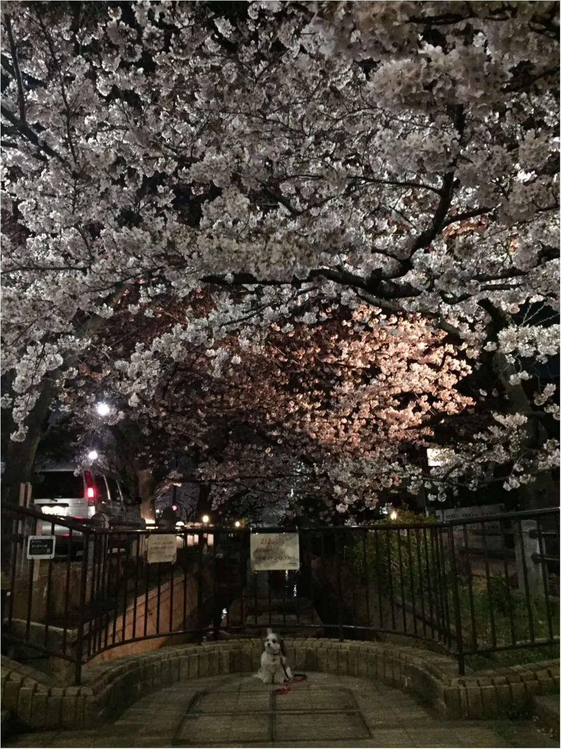 【今日のわんこ】懐かしい写真♪ 夜桜の思い出を振り返る太郎くん_1