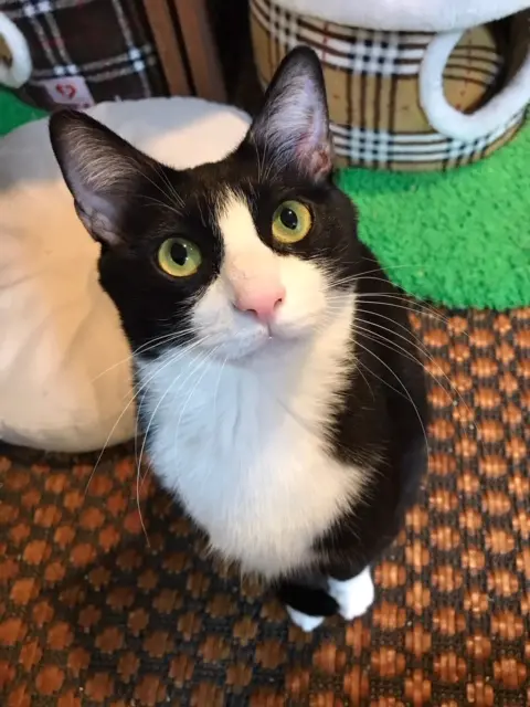 【今日のにゃんこ】ルウくんの、澄んだ瞳にドキッ_1